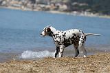 DALMATIEN 210